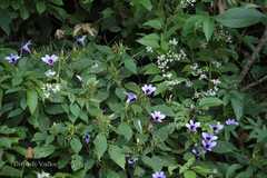 Barleria involucrata var. elata